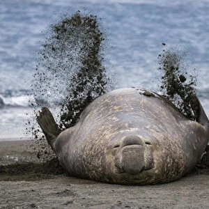 Southern elephant seal (Mirounga leonina), male flicking sand over body on beach