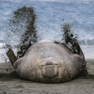 Southern elephant seal (Mirounga leonina), male flicking sand over body on beach Southern elephant seal (Mirounga leonina), male flicking sand over body on beach