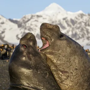 Southern elephant seal (Mirounga leonina), two males fighting. St Andrews Bay, South Georgia Southern elephant seal (Mirounga leonina), two males fighting. St Andrews Bay, South Georgia