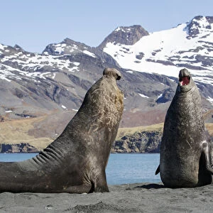 Southern elephant seal (Mirounga leonina), two males threatening one another, about to fight