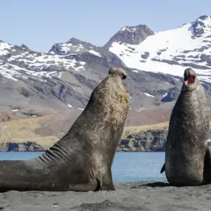 Southern elephant seal (Mirounga leonina), two males threatening one another, about to fight Southern elephant seal (Mirounga leonina), two males threatening one another, about to fight