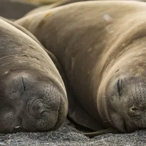 Southern elephant seal (Mirounga leonina), two females sleeping Southern elephant seal (Mirounga leonina), two females sleeping