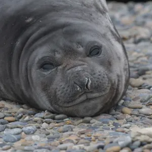 Southern elephant seal (Mirounga leonina) Caleta Valdes, Valdes Peninsula, Chubut Southern elephant seal (Mirounga leonina) Caleta Valdes, Valdes Peninsula, Chubut