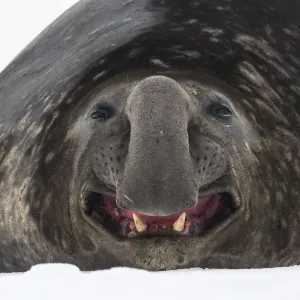 Le mâle de l'éléphant de mer du sud (Mirounga leonina) se repose et bâille sur la neige. Le mâle de l'éléphant de mer du sud (Mirounga leonina) se repose et bâille sur la neige.