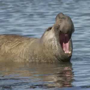 Southern elephant seal (Mirounga leonina) male with mouth open, Caleta Valdes, Valdes Peninsula Southern elephant seal (Mirounga leonina) male with mouth open, Caleta Valdes, Valdes Peninsula