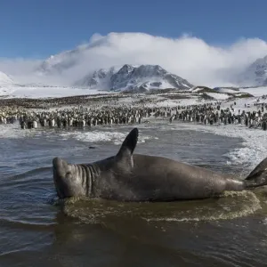 Southern elephant seal (Mirounga leonina) male rests in a shallow lagoon Southern elephant seal (Mirounga leonina) male rests in a shallow lagoon