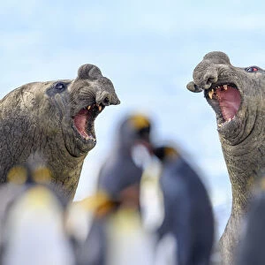 Southern elephant seal (Mirounga leonina), two males, equally matched with mouths