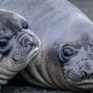 Southern elephant seal (Mirounga leonina) mother and cub, Gold Harbour, South Georgia Island Southern elephant seal (Mirounga leonina) mother and cub, Gold Harbour, South Georgia Island