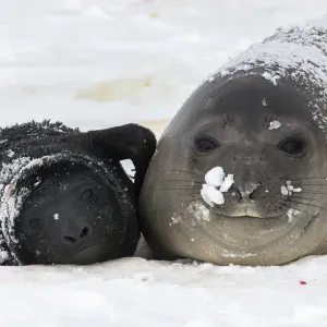 Southern elephant seal (Mirounga leonina) and her newborn pup Southern elephant seal (Mirounga leonina) and her newborn pup