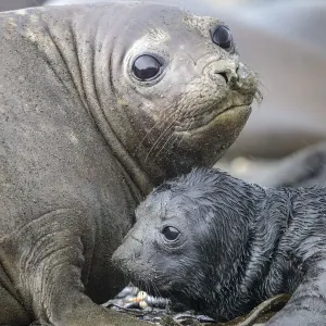 Southern Elephant Seal Print: Mother and Pup in King Haakon Bay, South Georgia