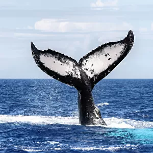 Southern humpback whale (Megaptera novaeangliae australis), fluke of male as he dives. Vava'u, Tonga, South Pacific