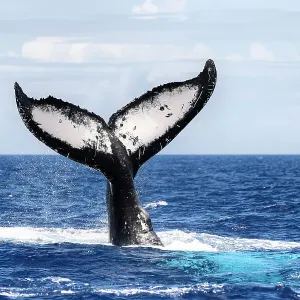Southern Humpback Whale Fluke Print Southern Humpback Whale Fluke Print