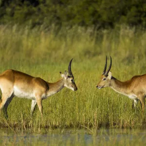 Southern lechwe (Kobus leche), two males about to fight, facing each other. Okavango Delta