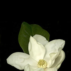 Southern magnolia / Bull bay (Magnolia grandiflora) flower