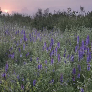 Southern marsh-orchid (Dactylorhiza praetermissa) at sunrise, Groot Schietveld