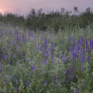 L'orchidée des marais du sud (Dactylorhiza praetermissa) au lever du soleil, Groot Schietveld. L'orchidée des marais du sud (Dactylorhiza praetermissa) au lever du soleil, Groot Schietveld.
