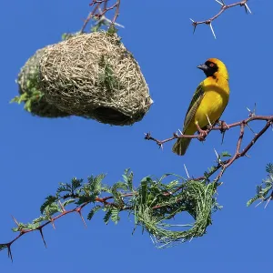 Southern masked weaver (Ploceus velatus) building nest hanging from tree branch, Kgalagadi Transfrontier Park, South Africa Southern masked weaver (Ploceus velatus) building nest hanging from tree branch, Kgalagadi Transfrontier Park, South Africa