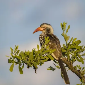 Southern red-billed hornbill male Print