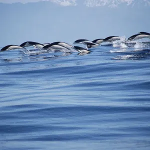 Southern right whale dolphins porpoising {Lissodelphis peronii} Kaikoura, New Zealand