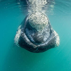 Southern right whale (Eubalaena australis) with calluses covered in parasitic crustaceans
