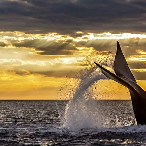 Southern right whale (Eubalaena australis) diving, with tail fluke splash. Monumento Natural Ballena Franca Austral, UNESCO World Heritage Site, Valdes Peninsula, Patagonia, Argentina