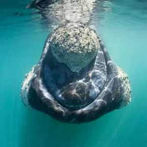 Southern right whale print with cyamid crustaceans Southern right whale print with cyamid crustaceans
