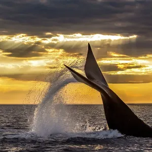 Ballena franca austral (Eubalaena australis) buceando, con salpicadura de la cola. Monumento Natural Ballena Franca Austral, Sitio del Patrimonio Mundial de la UNESCO, Península Valdés, Patagonia, Argentina. Ballena franca austral (Eubalaena australis) buceando, con salpicadura de la cola. Monumento Natural Ballena Franca Austral, Sitio del Patrimonio Mundial de la UNESCO, Península Valdés, Patagonia, Argentina.