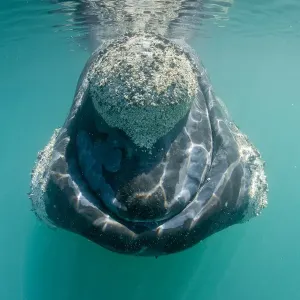 Southern right whale (Eubalaena australis) with patches covered in parasitic crustaceans Southern right whale (Eubalaena australis) with patches covered in parasitic crustaceans