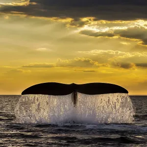 Ballena azul del sur (Eubalaena australis) levanta la cola al romper la superficie del océano contra un atardecer dorado, Peninsula Valdes, Patagonia, Argentina, Océano Atlántico. Ballena azul del sur (Eubalaena australis) levanta la cola al romper la superficie del océano contra un atardecer dorado, Peninsula Valdes, Patagonia, Argentina, Océano Atlántico.