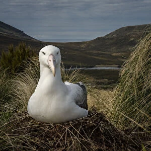 Southern royal albatross (Diomedea epomophora), sits on a nest between tussock grasses