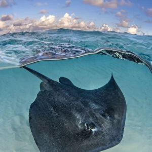 Southern stingray (Dasyatis americana) swimming over sand in shallow water, split