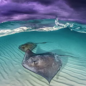 Southern stingray (Dasyatis americana) two swimming over sand bar, under stormy sky. Grand Cayman, Cayman Islands. British West Indies