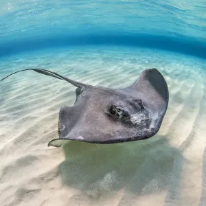 Southern stingray Print: Female swimming over shallow sand bank with ripples Southern stingray Print: Female swimming over shallow sand bank with ripples