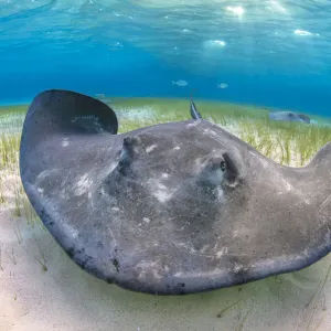 Raie baleine du Sud (Dasyatis americana) grande femelle se nourrissant parmi les prairies de zostères dans des eaux peu profondes. Raie baleine du Sud (Dasyatis americana) grande femelle se nourrissant parmi les prairies de zostères dans des eaux peu profondes.