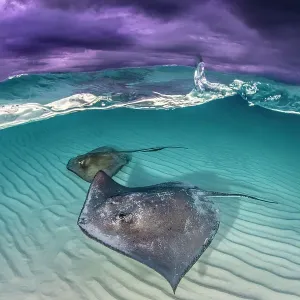 Raya de cola del sur (Dasyatis americana) dos nadando sobre una barrera de arena, bajo un cielo tormentoso. Gran Caimán, Islas Caimán. Indias Occidentales Británicas Raya de cola del sur (Dasyatis americana) dos nadando sobre una barrera de arena, bajo un cielo tormentoso. Gran Caimán, Islas Caimán. Indias Occidentales Británicas