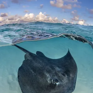 Southern stingray swimming over sand in shallow water, split-level print Southern stingray swimming over sand in shallow water, split-level print