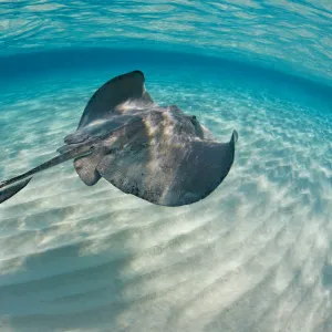 Southern stingray (Hypanus americanus) swimming over sand ripples on sand bar, Grand Cayman