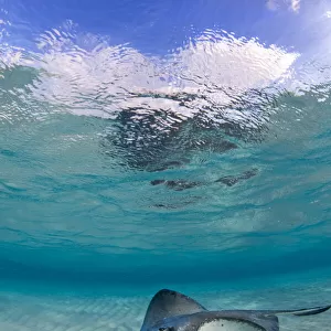 Southern stingray (Hypanus americanus) swimming over ripples on sandbar, Grand Cayman