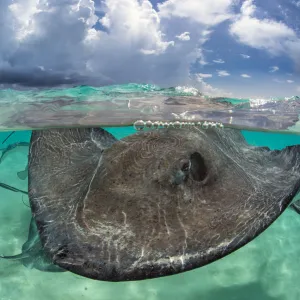 Southern stingray (Hypanus americanus) at the surface. Stingray City, Grand Cayman