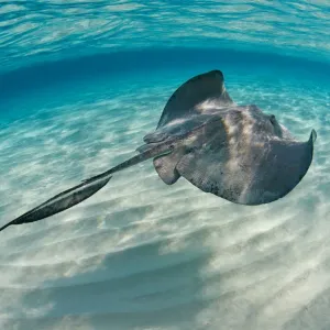 Southern stingray (Hypanus americanus) swimming over sand ripples on sand bar, Grand Cayman Southern stingray (Hypanus americanus) swimming over sand ripples on sand bar, Grand Cayman