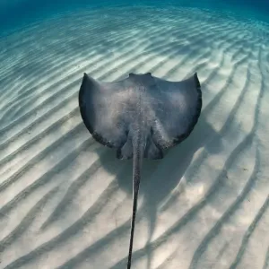 Southern stingray swimming over sand ripples on a sandbar, Print Southern stingray swimming over sand ripples on a sandbar, Print