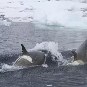 Southern Type B Killer whales (Orcinus orca) hunting Weddell seal (Leptonychotes