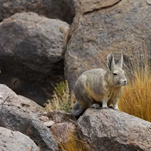 Southern viscacha (Lagidium viscacia) near Laguna Colorada, Bolivia