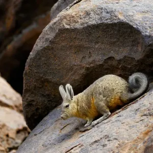 Southern viscacha (Lagidium viscacia) near Laguna Colorada, Bolivia Southern viscacha (Lagidium viscacia) near Laguna Colorada, Bolivia