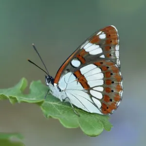 Southern white admiral butterfly (Limenitis reducta) North of Lorgues, Provence