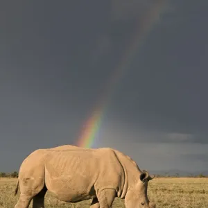 Southern white rhinoceros (Ceratotherium simum simum) with rainbow and storm clouds Southern white rhinoceros (Ceratotherium simum simum) with rainbow and storm clouds