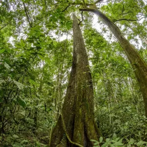 Spanish cedar tree Print, Manu National Park Peru Spanish cedar tree Print, Manu National Park Peru