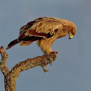 Spanish imperial eagle (Aquila adalberti) perched on a branch, looking down, Spain. February Spanish imperial eagle (Aquila adalberti) perched on a branch, looking down, Spain. February