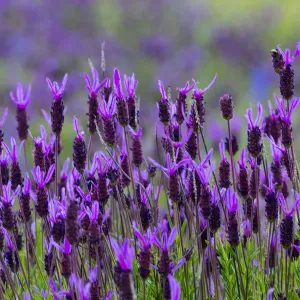 Lavanda spagnola (Lavandula stoechas). Riserva Faia Brava, Parco archeologico della Valle del Coa. Lavanda spagnola (Lavandula stoechas). Riserva Faia Brava, Parco archeologico della Valle del Coa.