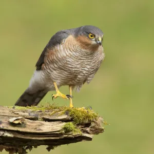 Sparrowhawk (Accipiter nisus) adult male. Scotland, UK, March Sparrowhawk (Accipiter nisus) adult male. Scotland, UK, March